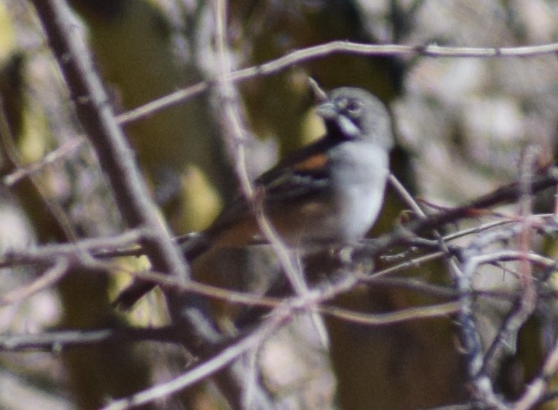 Bridled Sparrow - ML134860591