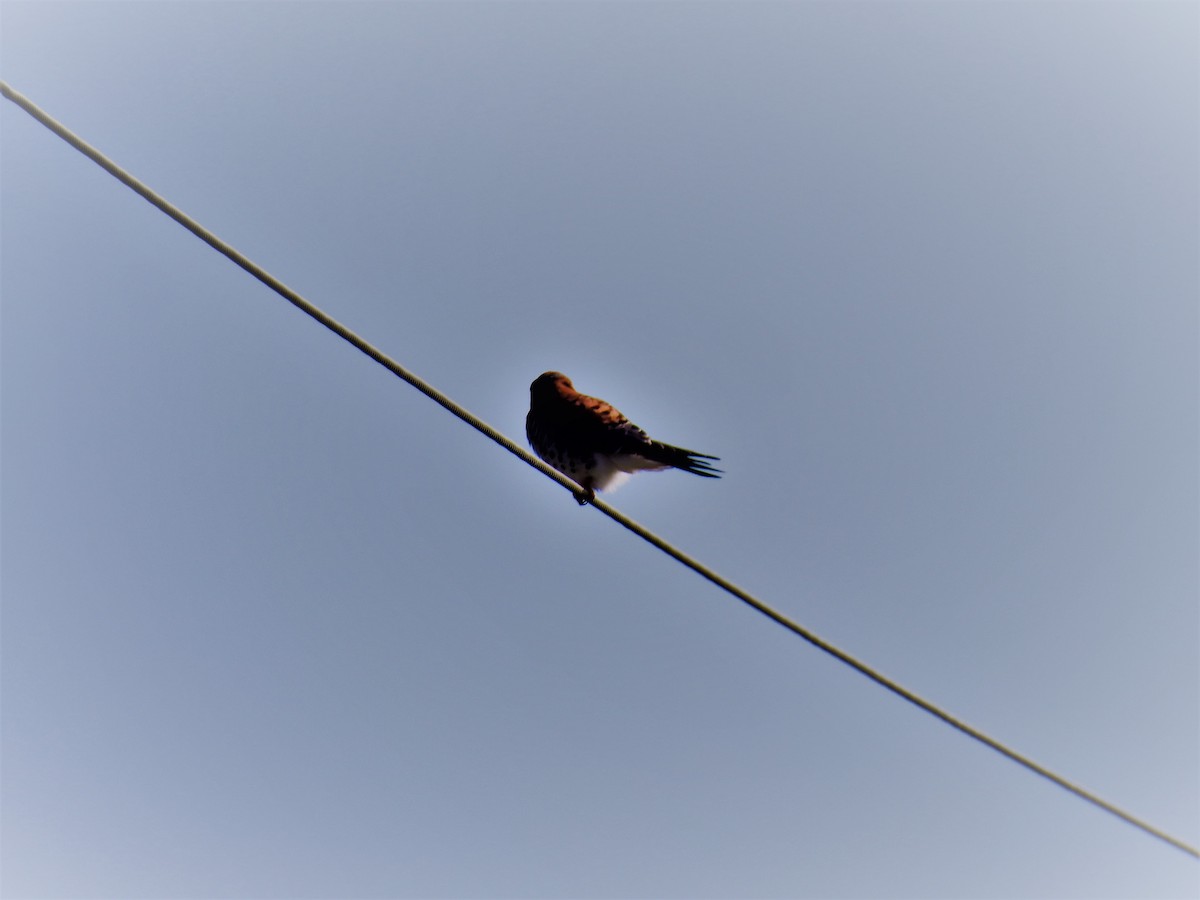 American Kestrel - ML134860781