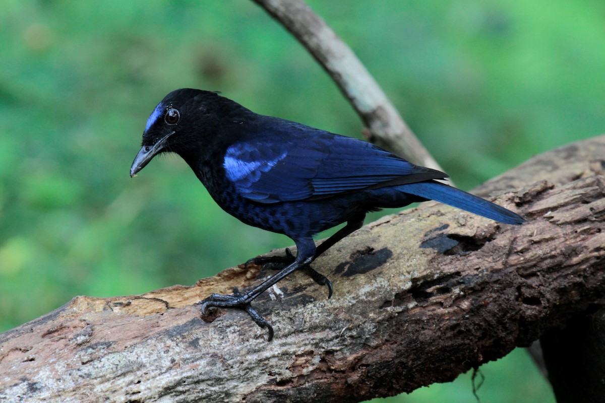 Малабарская синяя птица - ML134860841