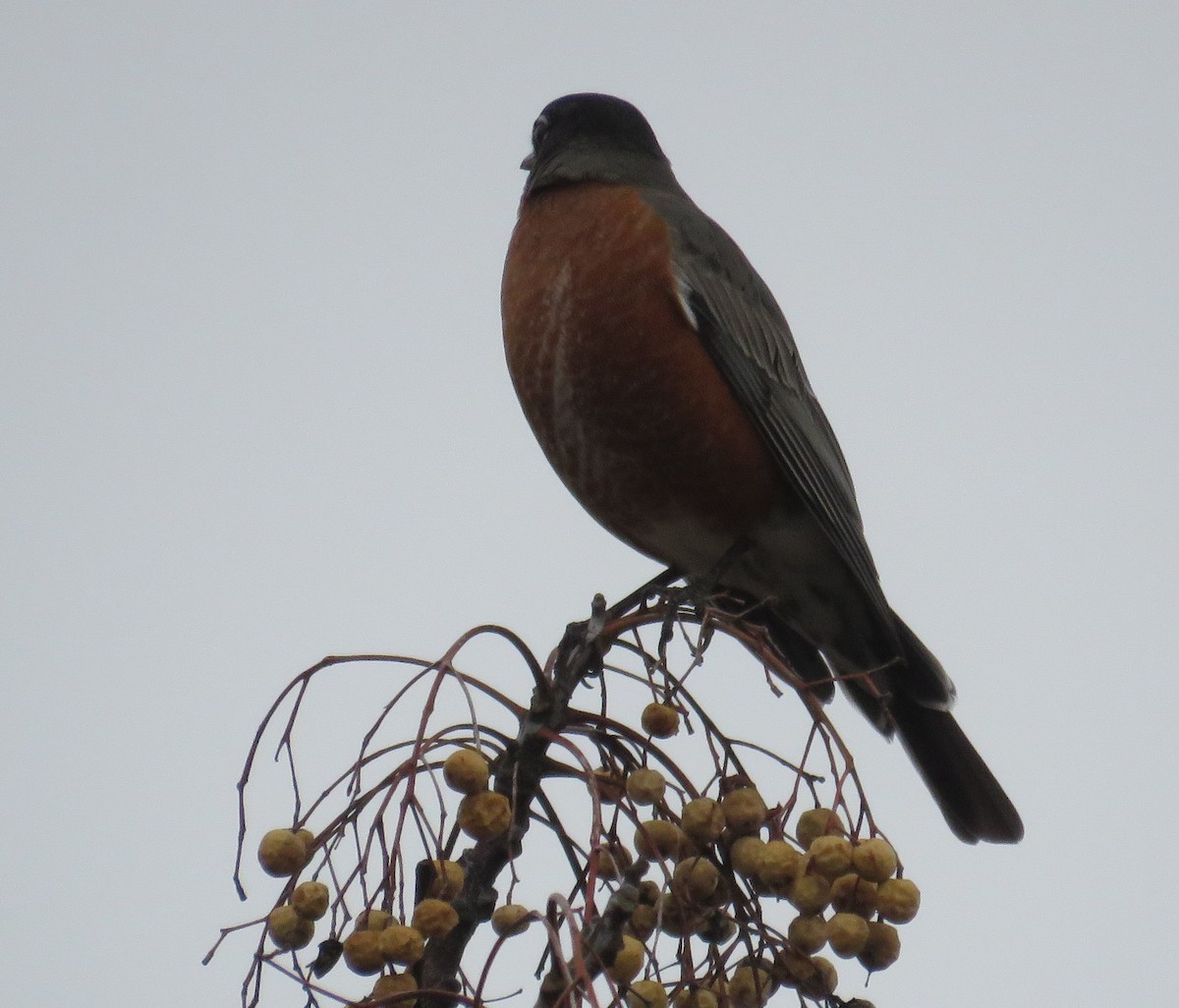 American Robin - ML134861251