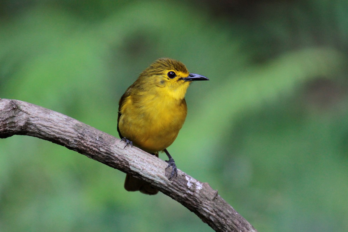 Yellow-browed Bulbul - ML134861791