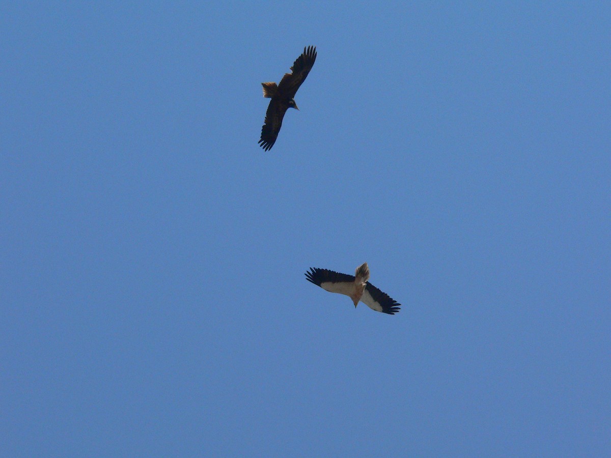 Egyptian Vulture - ML134862041