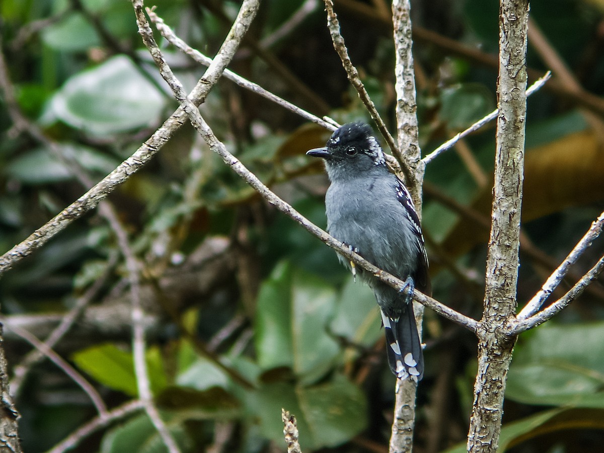 Streak-backed Antshrike - Nick Athanas
