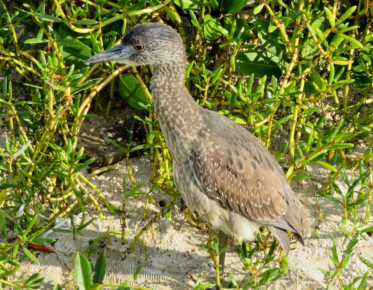 Yellow-crowned Night Heron - ML134863381