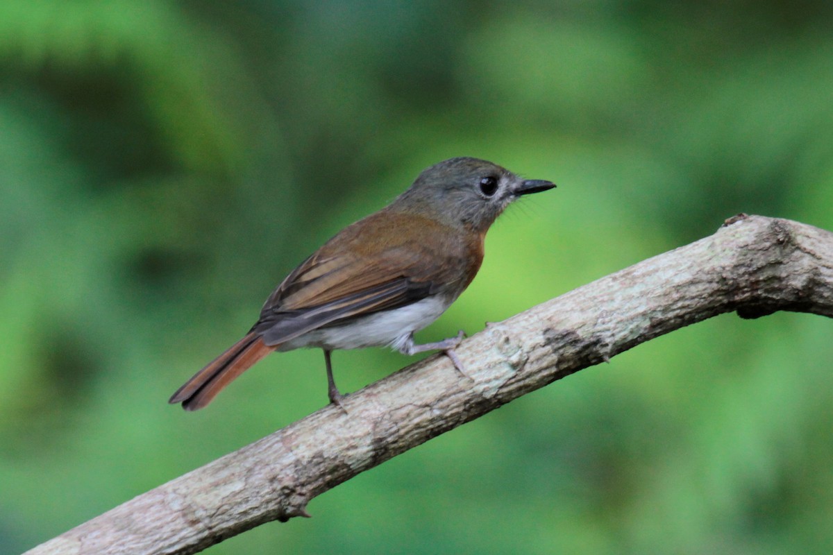 Blue-throated Flycatcher - ML134864801