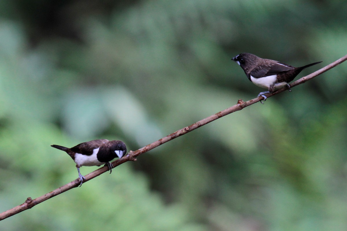 White-rumped Munia - ML134865501