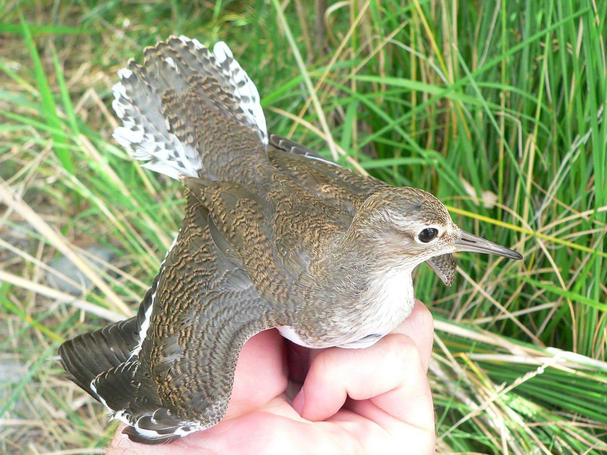 Common Sandpiper - Jakub Hlavacek