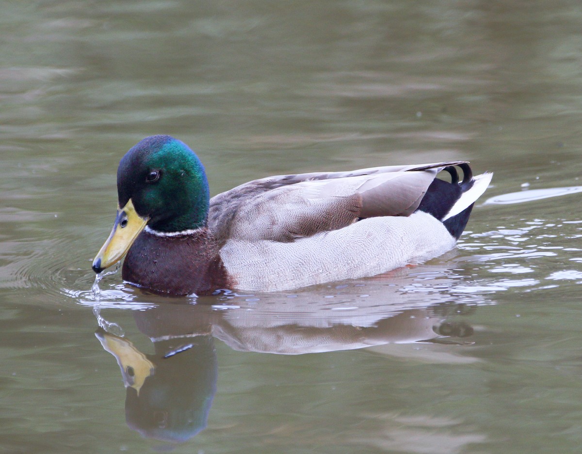 Mallard - Neal Morris