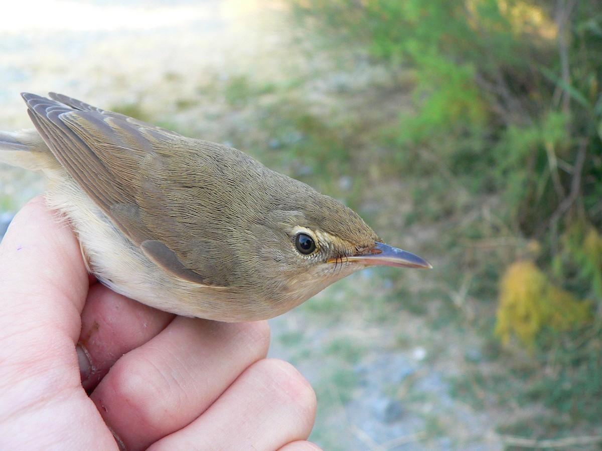 Blyth's Reed Warbler - ML134866311