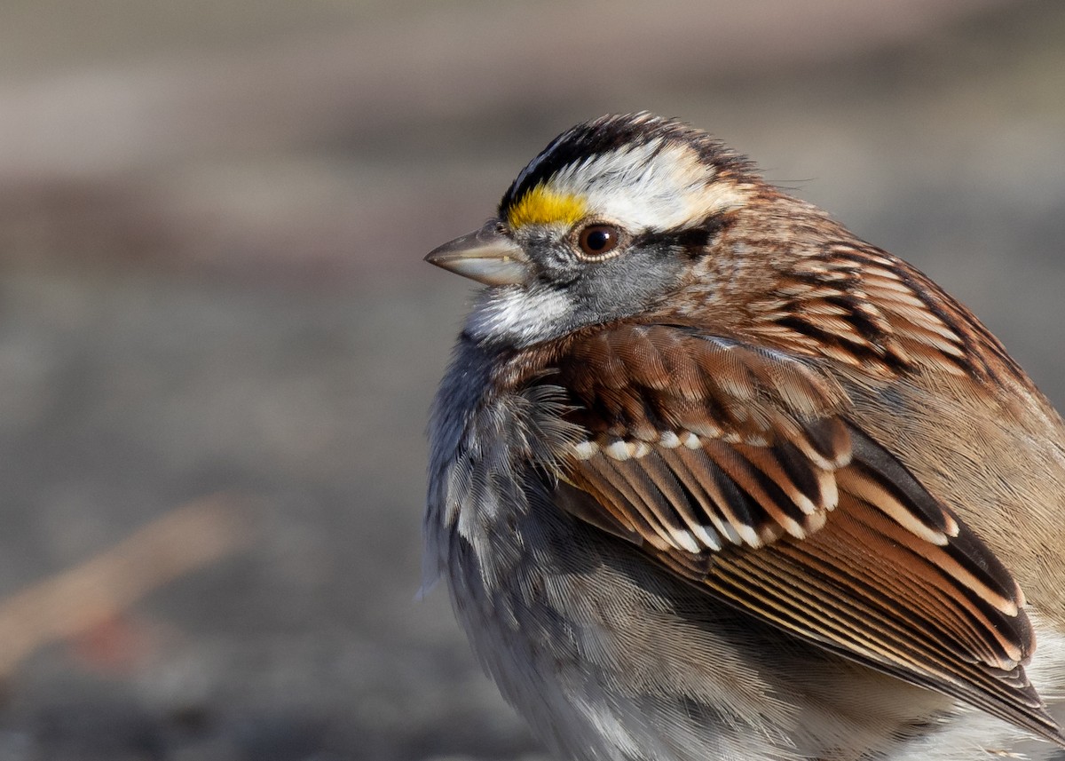 White-throated Sparrow - ML134867231