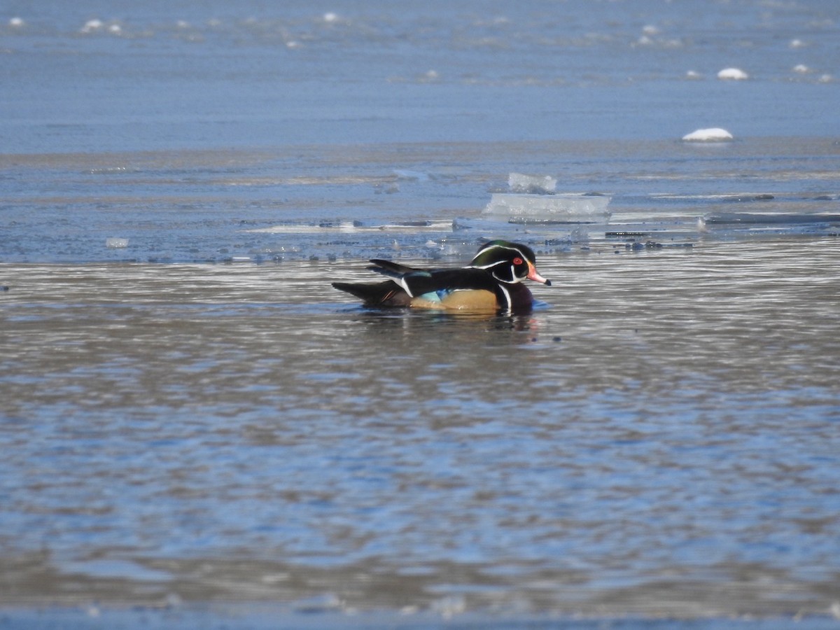 Wood Duck - ML134868031