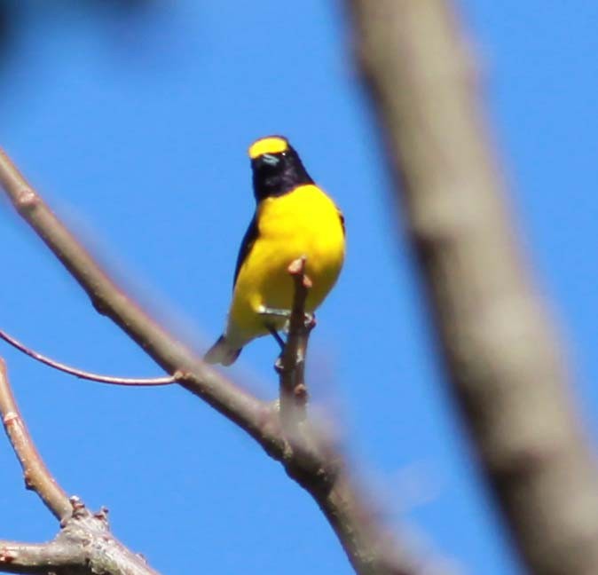 West Mexican Euphonia - ML134868411