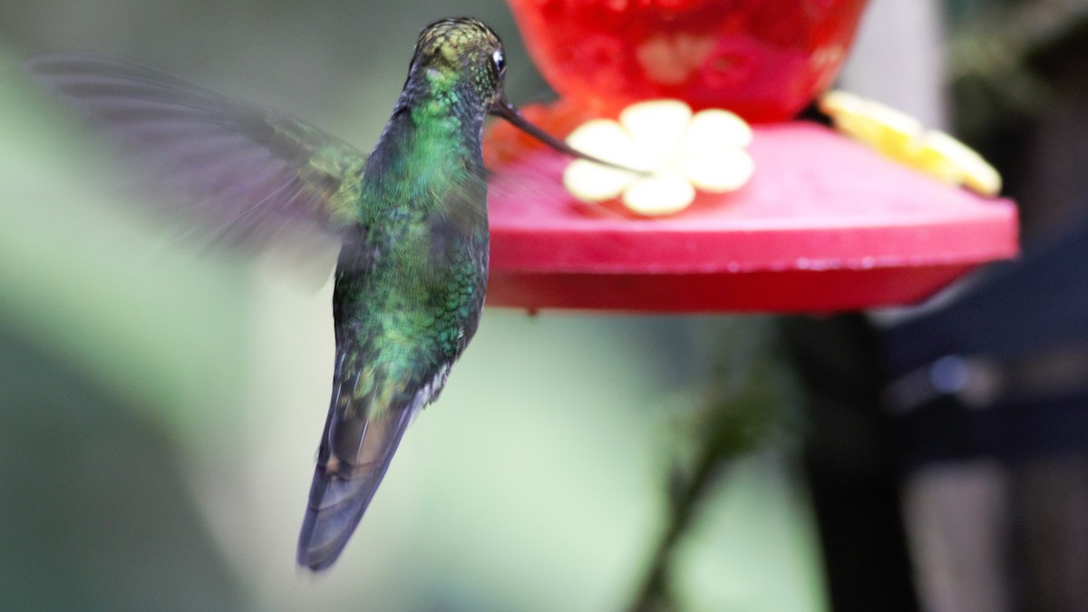 Sword-billed Hummingbird - ML134868421