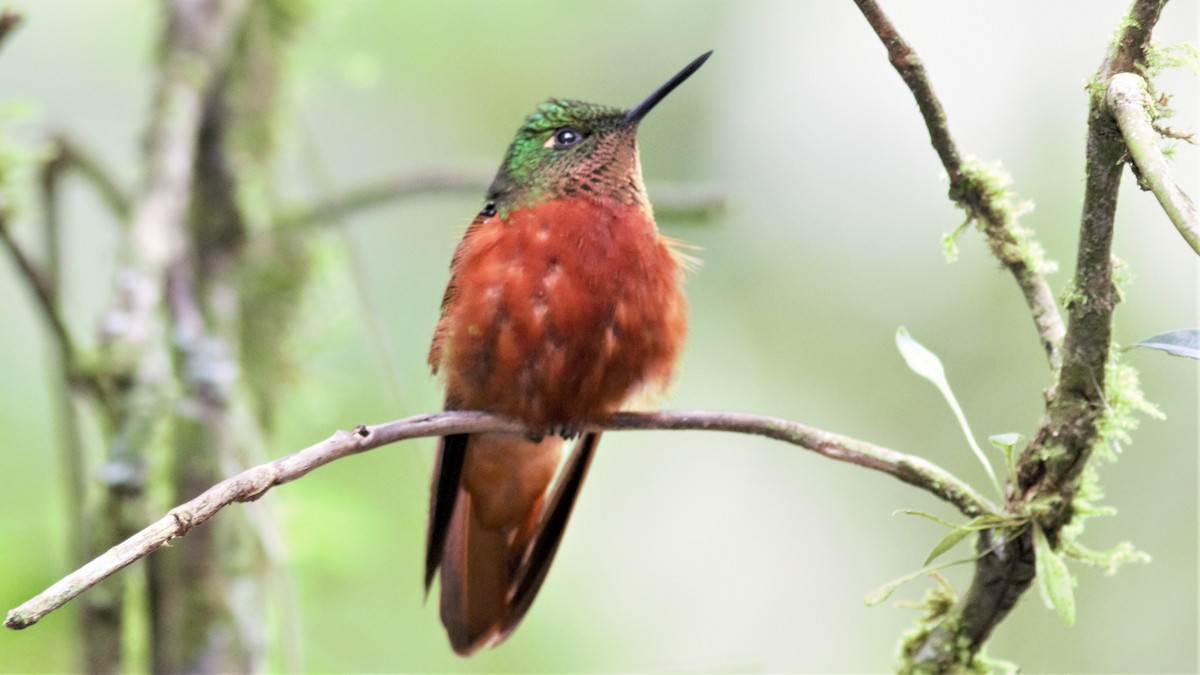 kolibřík peruánský - ML134868651