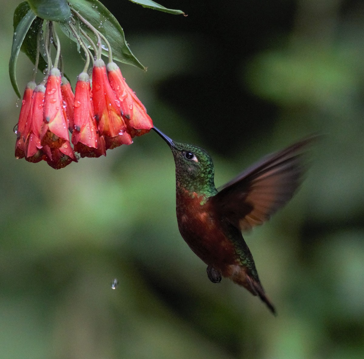 kolibřík peruánský - ML134868671