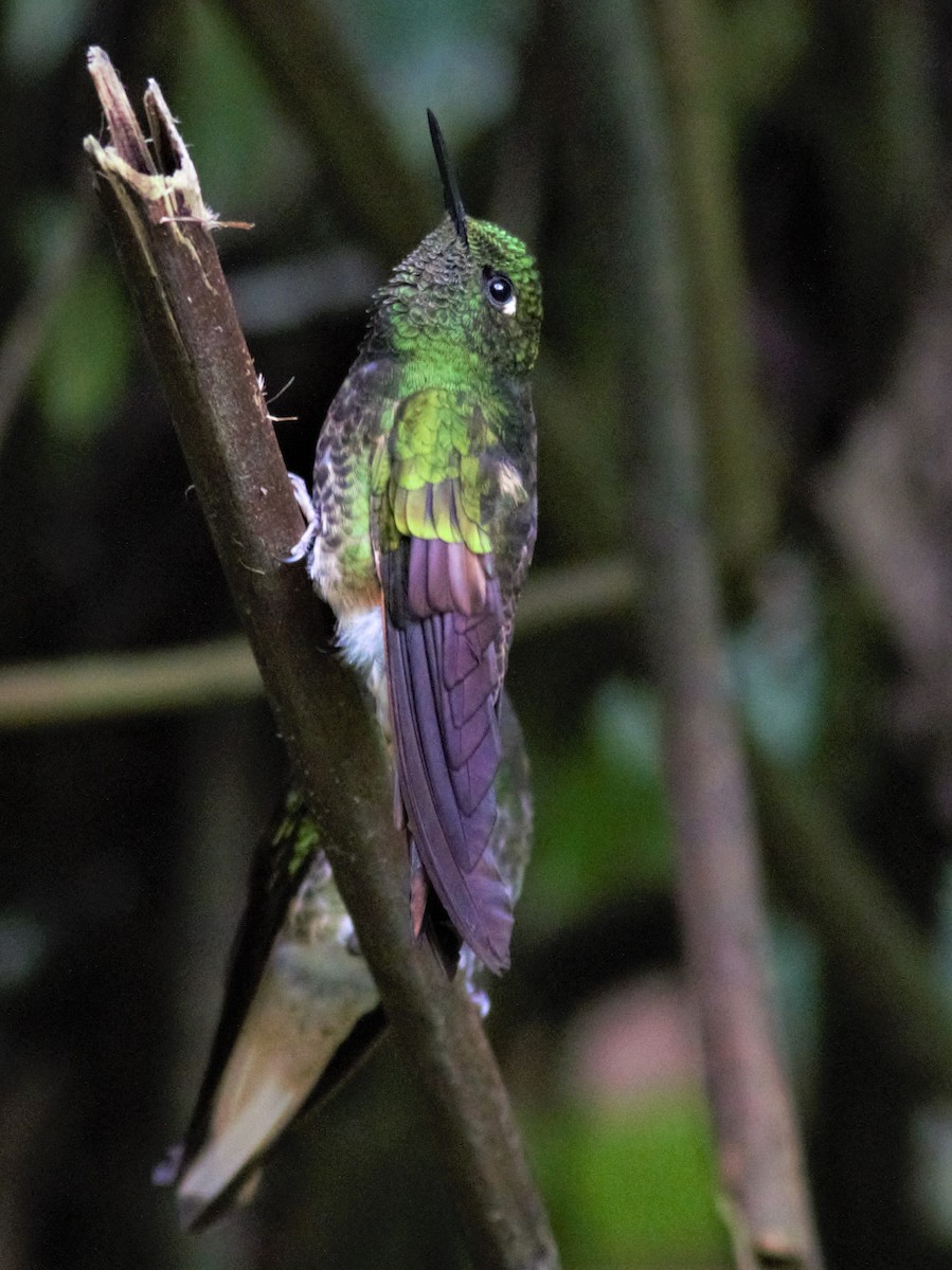 Buff-tailed Coronet - Rick Folkening