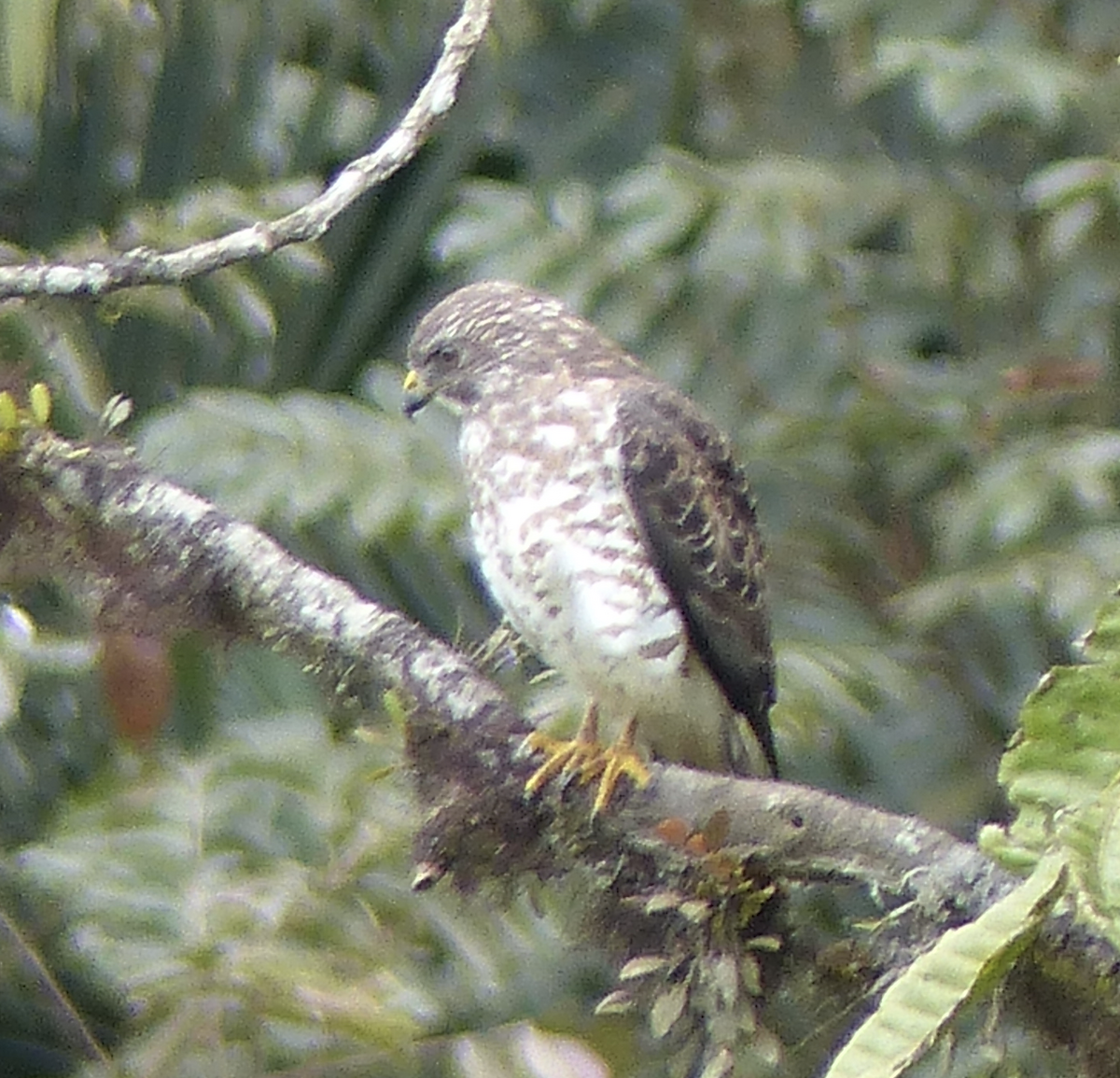 Broad-winged Hawk - Kai Victor