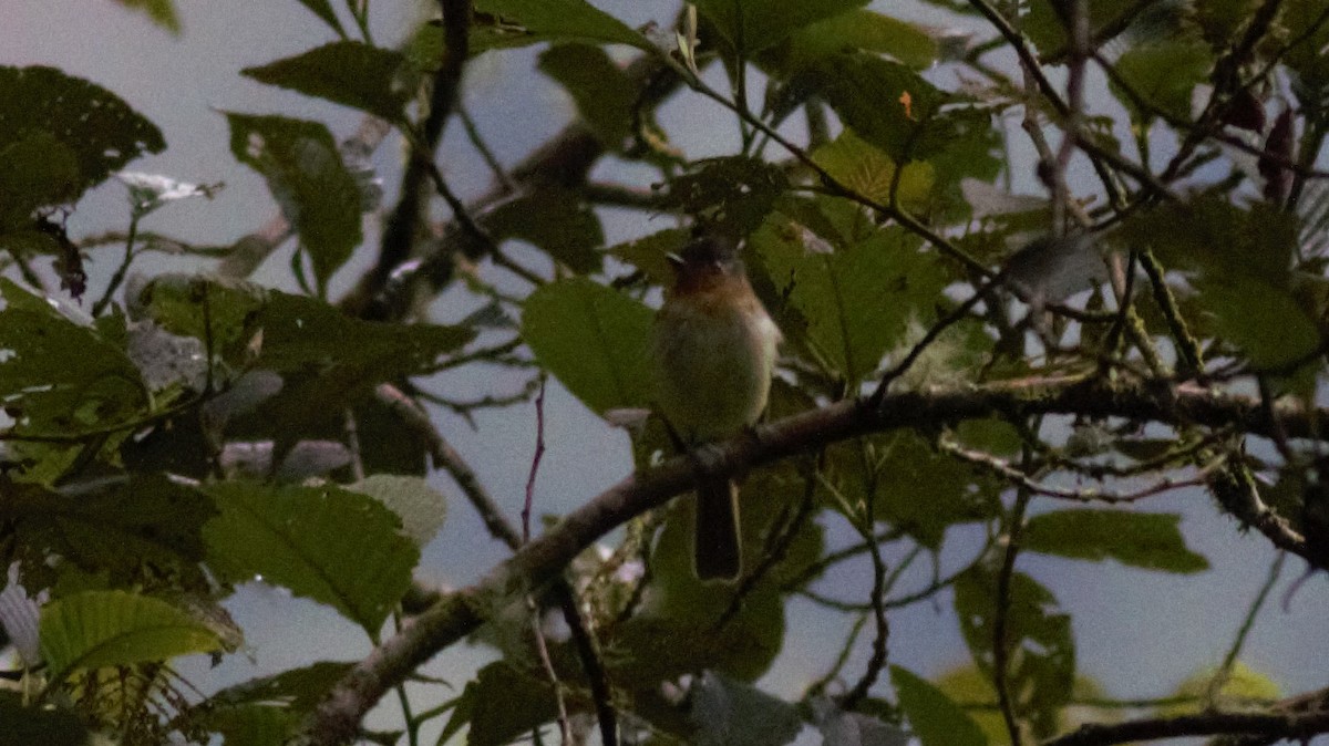 Rufous-breasted Flycatcher - ML134869101
