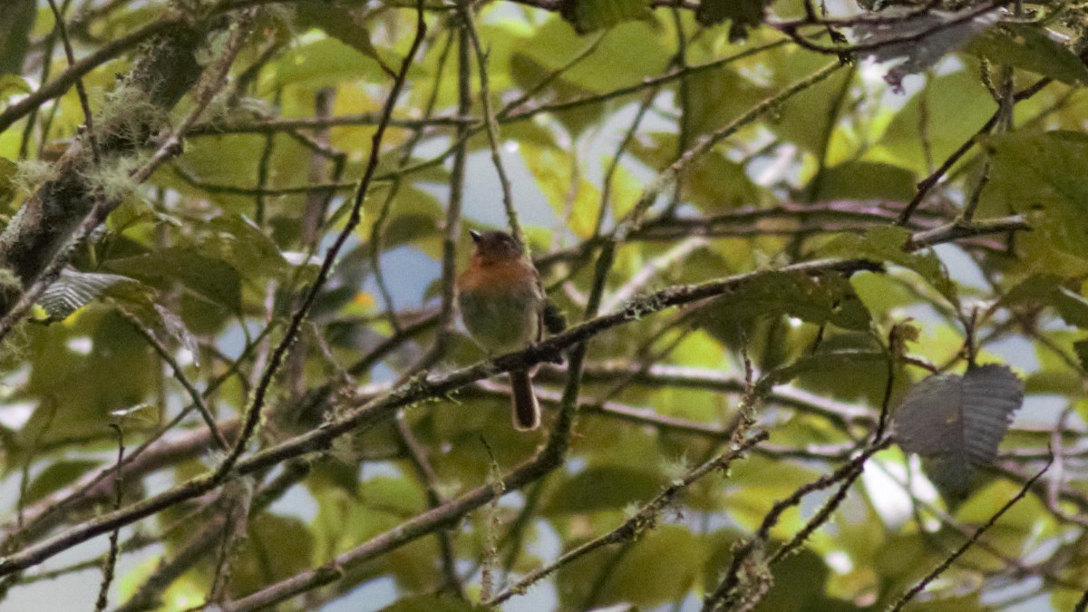 Rufous-breasted Flycatcher - ML134869111