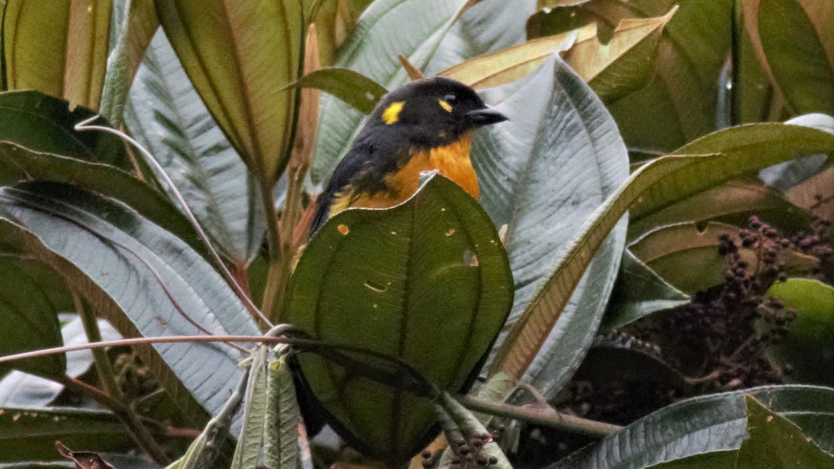 Lacrimose Mountain Tanager - ML134869651