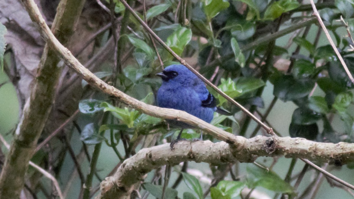 Blue-and-black Tanager - Rick Folkening