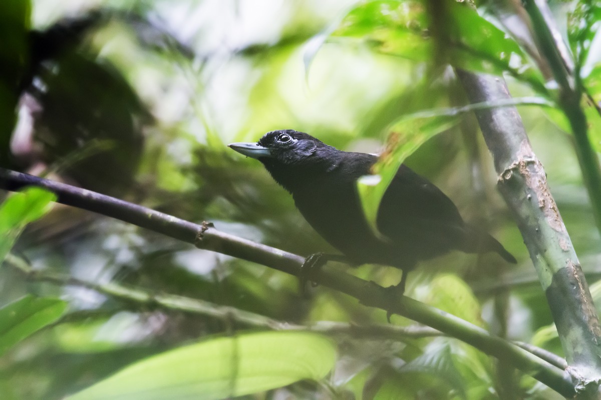 Black Bushbird - ML134871271