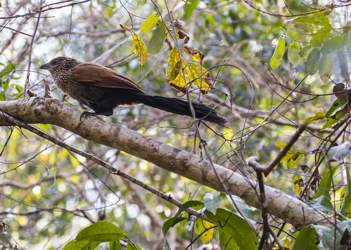 Malagasy Coucal - ML134872381