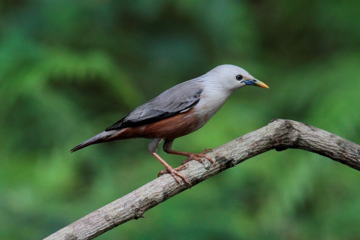 Malabar Starling - ML134872611