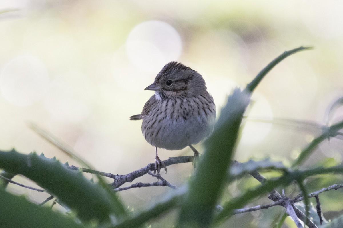 Lincoln's Sparrow - ML134873141