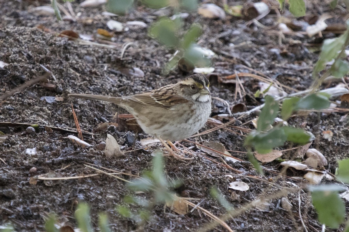 White-throated Sparrow - ML134873461