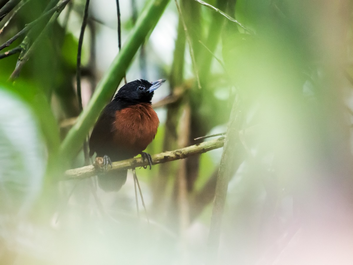 Black Bushbird - ML134873611