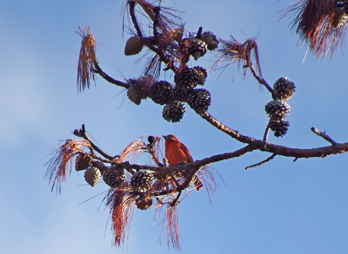 Hepatic Tanager - ML134874341