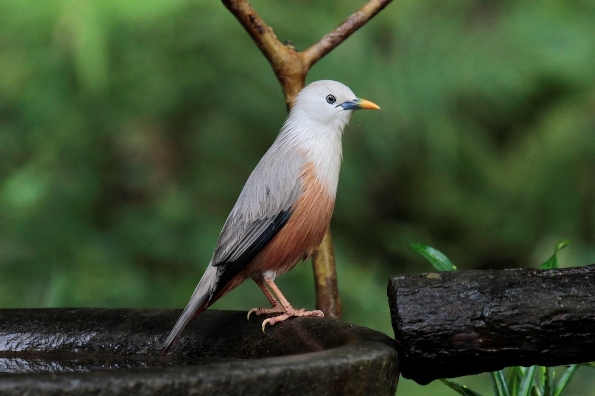 Malabar Starling - Daniel George
