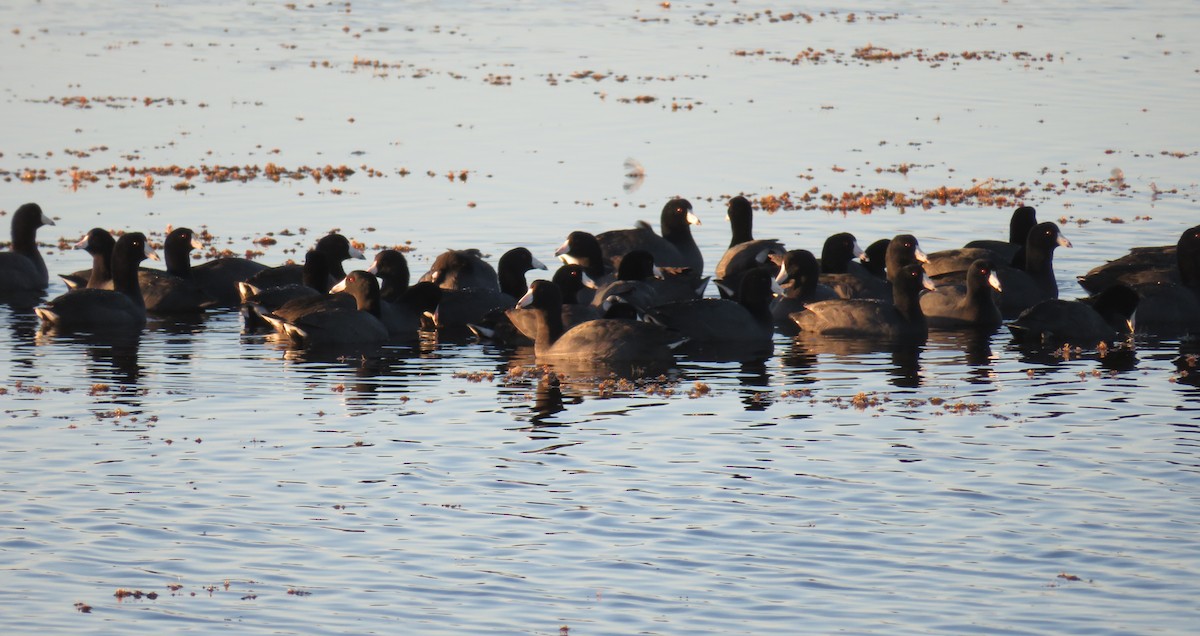 American Coot - ML134876201