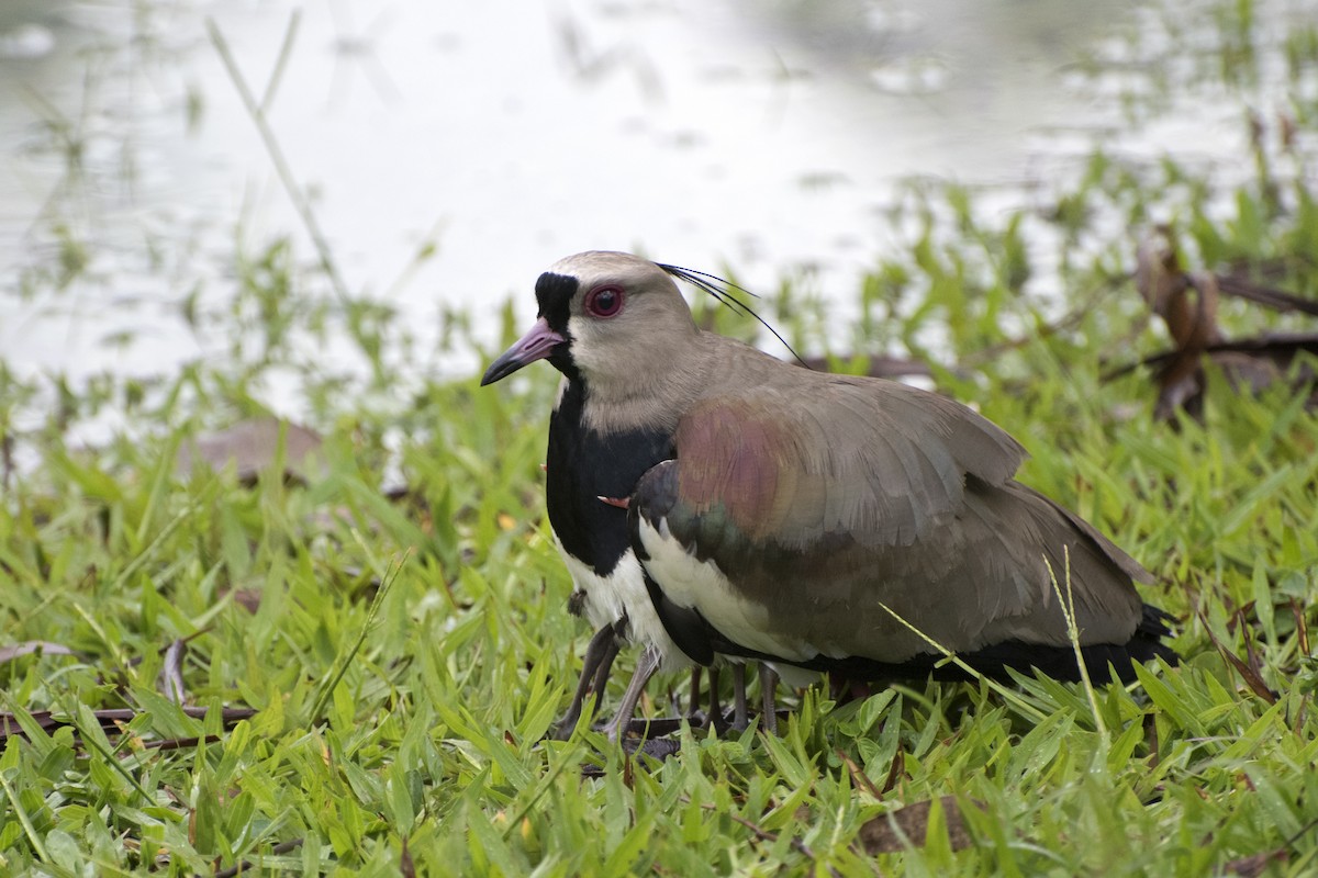 Southern Lapwing - ML134876221