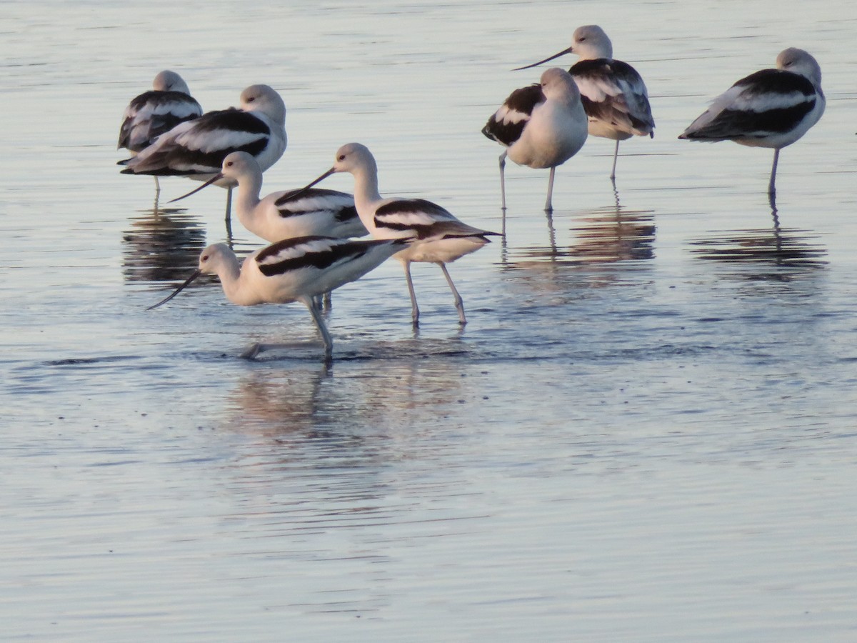 American Avocet - ML134876531