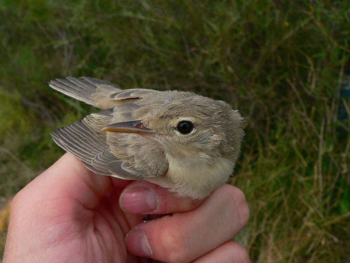 Eastern Olivaceous Warbler - ML134876771