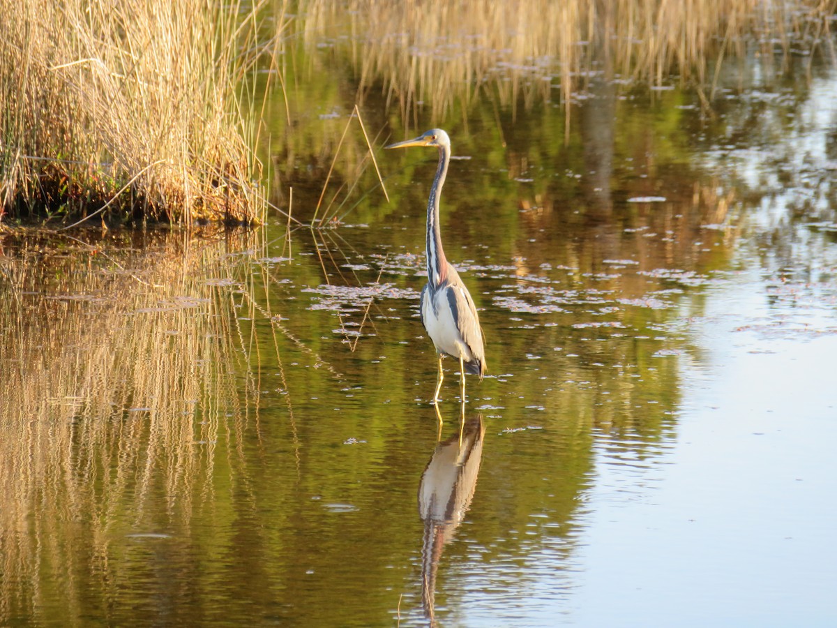 Tricolored Heron - ML134876781