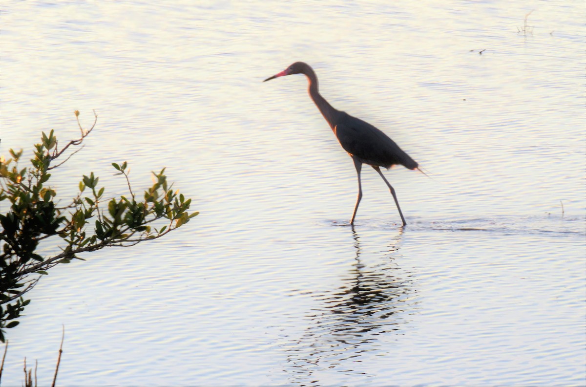 Reddish Egret - ML134876921