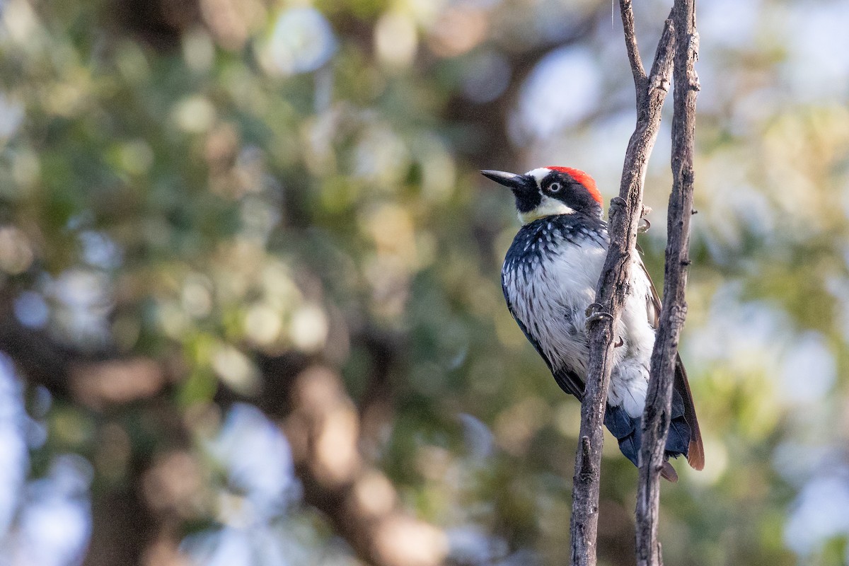 Acorn Woodpecker - Nick Dorian