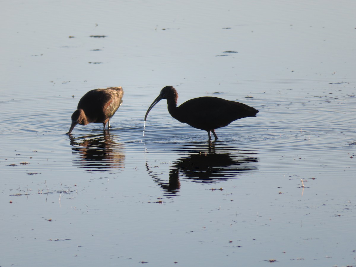 Glossy Ibis - Amber Walraven