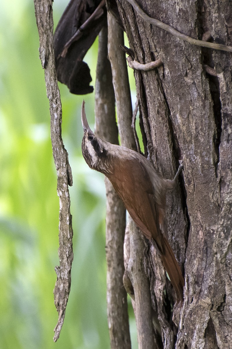 Narrow-billed Woodcreeper - ML134877911