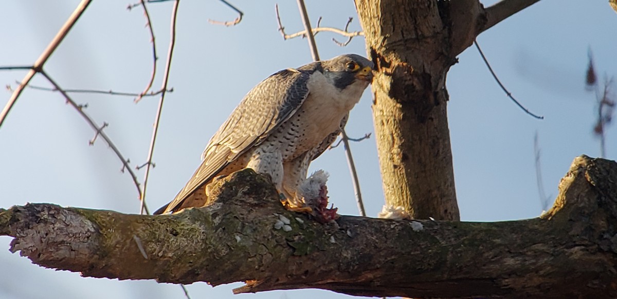 Peregrine Falcon - ML134879651