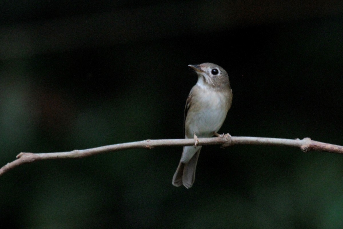 Brown-breasted Flycatcher - Daniel George