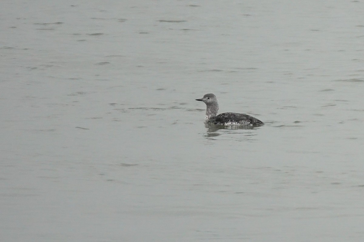 Red-throated Loon - ML134880041