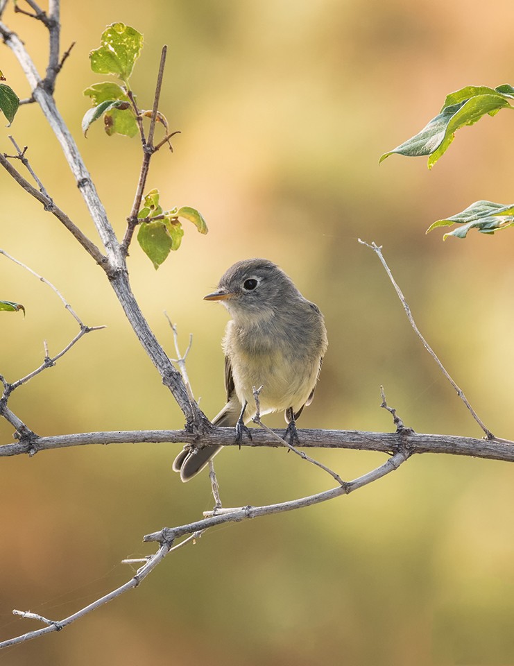 Least Flycatcher - Loree Johnson