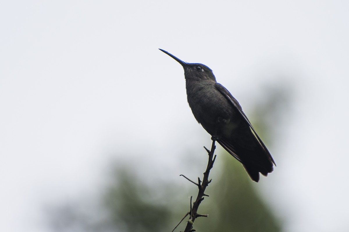 Sombre Hummingbird - ML134882121