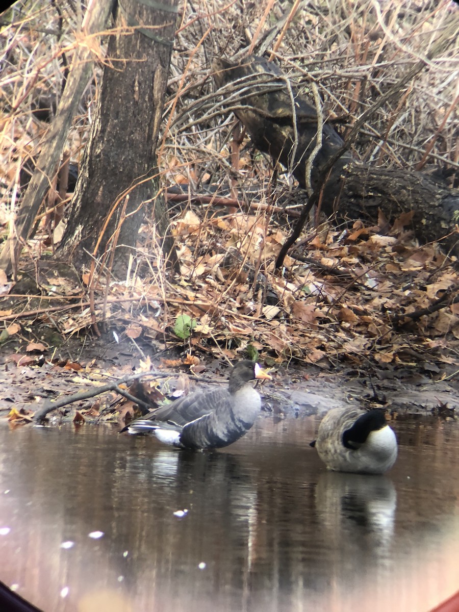Greater White-fronted Goose (Greenland) - ML134883401