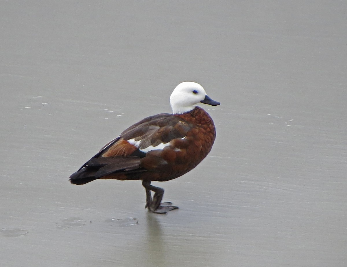 Paradise Shelduck - ML134883531