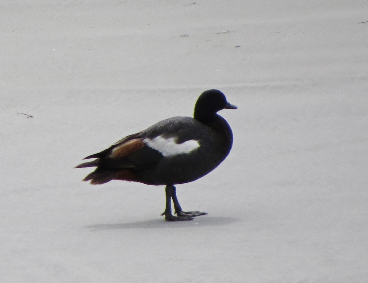 Paradise Shelduck - ML134883661